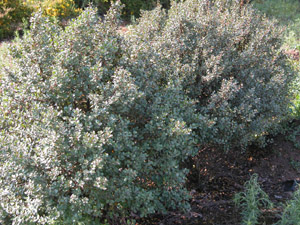 Rhamnus ludovicisalvatoris Plantes méditerranéennes pour jardins