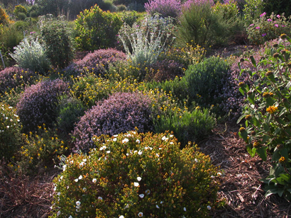 Plantas autóctonas para huertos