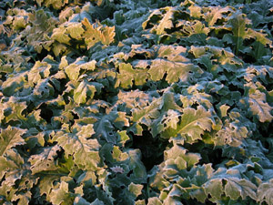 Vivers Càrex - Acanthus mollis 