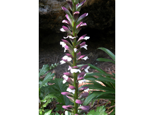 Vivers Càrex - Acanthus mollis 