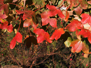 Vivers Càrex - Acer monspessulanum 