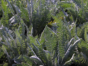 Vivers Càrex - Achillea clypeolata 