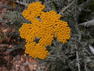 Vivers Càrex - Achillea clypeolata 