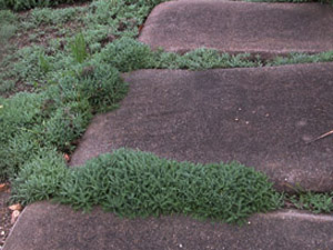 Vivers Càrex - Achillea crithmifolia 