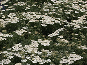 Vivers Càrex - Achillea crithmifolia 