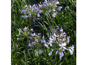 Vivers Càrex - Agapanthus umbellatus 