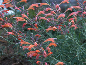 Vivers Càrex - Agastache rupestris 