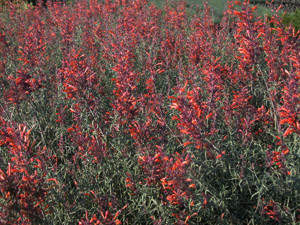 Vivers Càrex - Agastache rupestris 