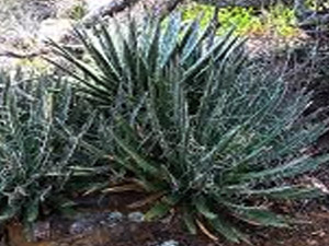 Agave toumeyana var. bella - Plantas autctonas para jardines sostenibles  en VIVERS CAREX