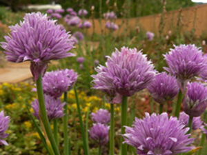 Vivers Càrex - Allium schoenoprasum 