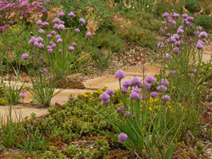 Vivers Càrex - Allium schoenoprasum 