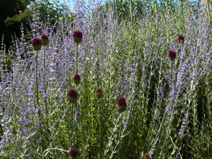 Vivers Càrex - Allium sphaerocephalon 