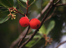 Vivers Càrex - Arbutus unedo 