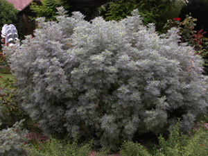 Vivers Càrex - Artemisia arborescens 