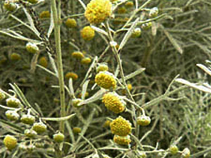 Vivers Càrex - Artemisia arborescens 