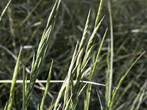 Vivers Càrex - Brachypodium phoenicoides 