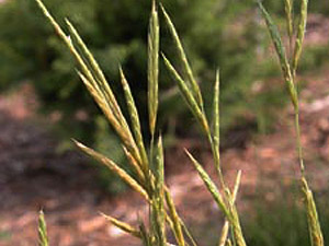 Vivers Càrex - Brachypodium retusum 