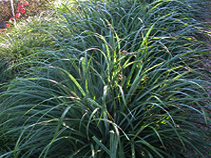 Vivers Càrex - Carex pendula 