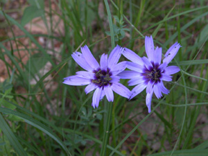 Vivers Càrex - Catananche caerulea 