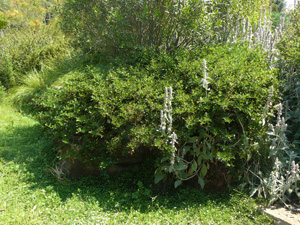 Vivers Càrex - Ceanothus thyrsiflorus var. repens