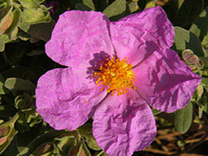 Vivers Càrex - Cistus albidus 