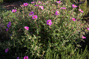 Vivers Càrex - Cistus incanus (Cistus creticus)