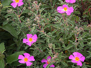 Vivers Càrex - Cistus incanus (Cistus creticus)