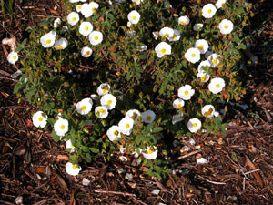 Vivers Càrex - Cistus salviifolius 