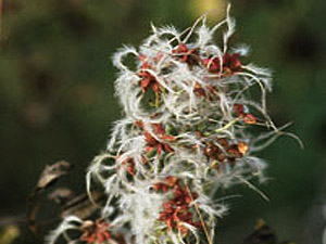 Vivers Càrex - Clematis flammula 