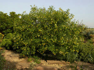 Vivers Càrex - Colutea arborescens 