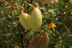 Vivers Càrex - Colutea arborescens 