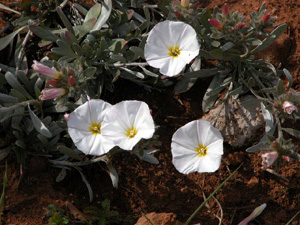 Vivers Càrex - Convolvulus cneorum 