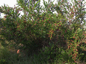 Vivers Càrex - Coriaria myrtifolia 