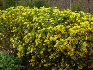 Vivers Càrex - Coronilla valentina glauca