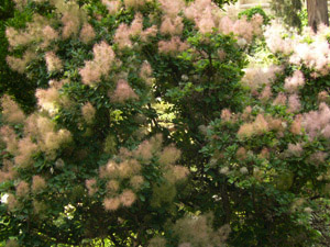 Vivers Càrex - Cotinus coggygria 