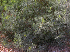 Vivers Càrex - Crithmum maritimum 