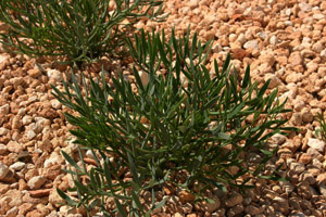 Vivers Càrex - Crithmum maritimum 