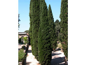 Vivers Càrex - Cupressus sempervirens 