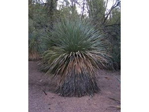 XL Dasylirion Wheeleri, Cuchara del desierto, Flor de cuchara, Yuca cuchara, utilizada para alimentos y fibra, elaboración de Sotol y Mezcal. 24 de alto x 36 de ancho. - México