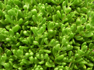 Vivers Càrex - Delosperma lineare 