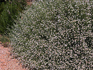 Vivers Càrex - Dorycnium pentaphyllum 