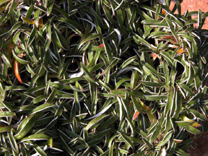 Vivers Càrex - Dymondia margaretae 