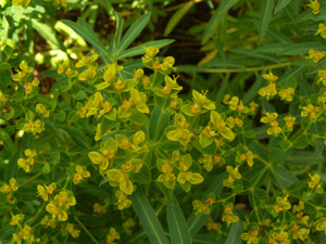 Vivers Càrex - Euphorbia ceratocarpa 