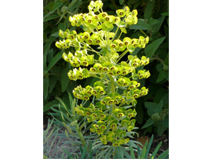 Vivers Càrex - Euphorbia characias 