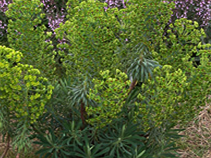 Vivers Càrex - Euphorbia characias 