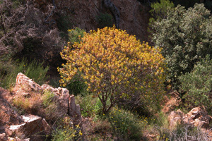 Vivers Càrex - Euphorbia dendroides 