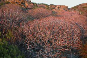 Vivers Càrex - Euphorbia dendroides 