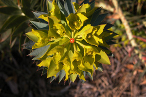Vivers Càrex - Euphorbia rigida 