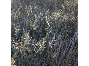 Vivers Càrex - Festuca glauca 