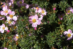 Vivers Càrex - Frankenia laevis 